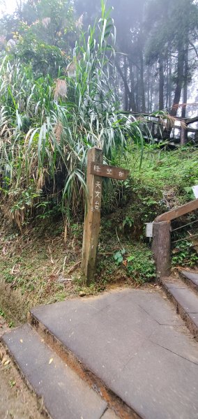 2023-11-25溪頭鳳凰山步道2361022