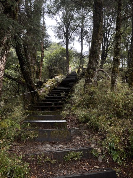 20250110 庫哈諾辛山(進涇橋登山口)2686251