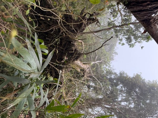 桂山路197巷 》呂奔山北峰 》呂奔山 》阿玉壩2755825