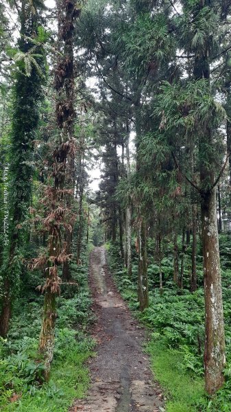 《新竹》不見五指｜北埔五指山登山步道上中指峰202410102619039