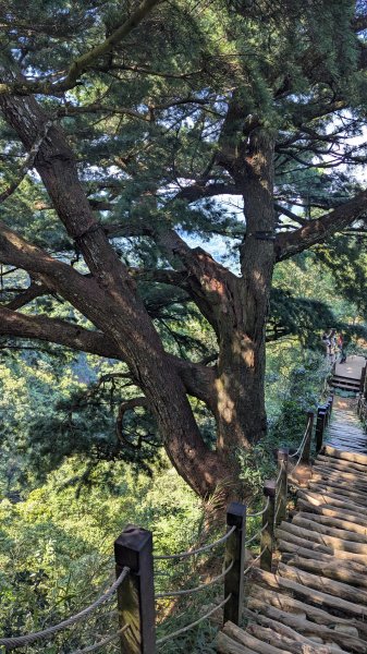 【台灣健行】台中大坑 5-1、5 頭嵙山2874067