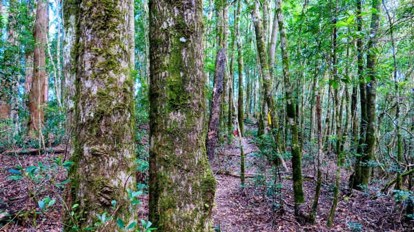 油羅山(一上三下)2959173