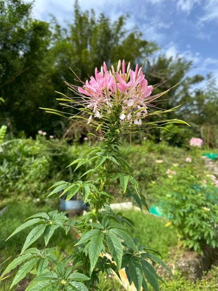 嶺頭觀日步道，西九分坑山O走2809645