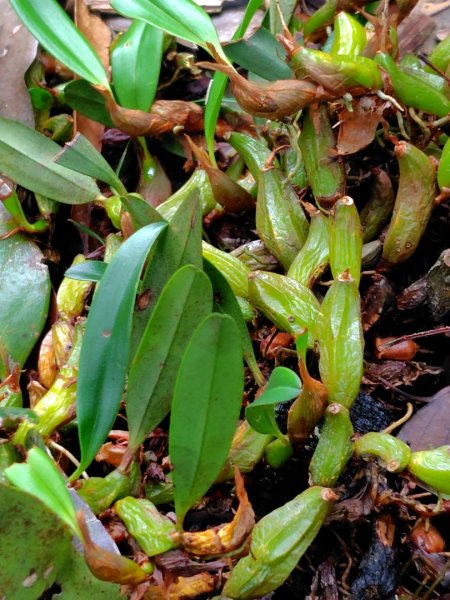 矢場谷山連走勃子山2804967