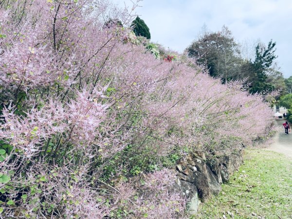 20250224 南投粉紅山丘麝香木秘境2743821