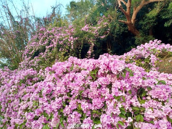 【苗栗】賞花趣~銅鑼杭菊x通霄蒜香藤花廊2945992