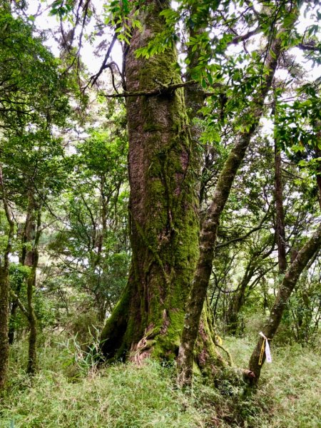 再訪卯木山、合歡越嶺古道與關原駐在所1735319