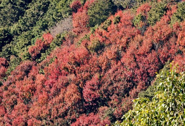 稍來山賞楓2962575