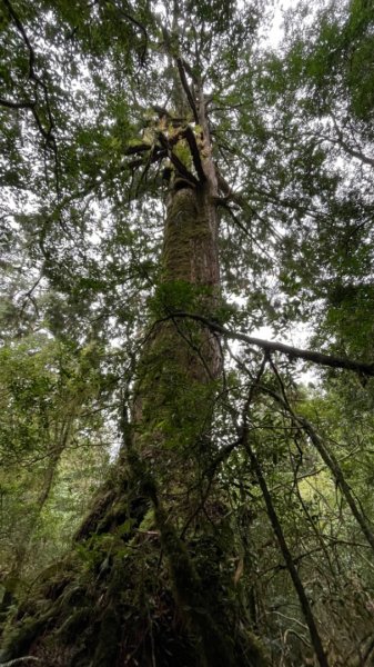 塔魔巴2天1夜來回/復興尖-四稜溫泉2357245