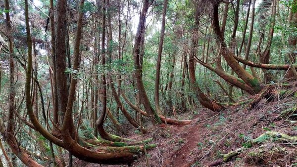 柳杉的國度-油羅山2095612