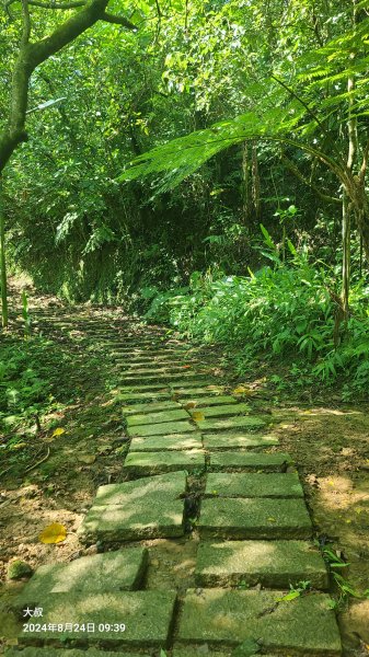 2024-0824 烘爐地登山步道(柴埕路60巷登山口來回)2579502