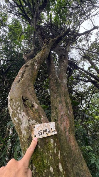 太、清、石2994645