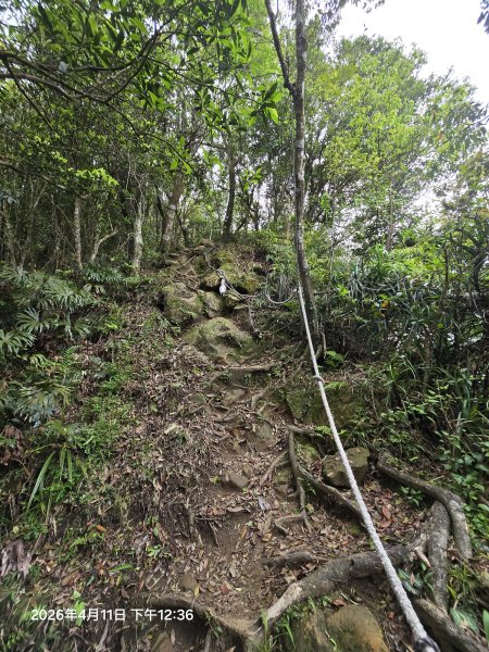 2026-04-11微笑山線：【二格山系】筆架連峰段3034603