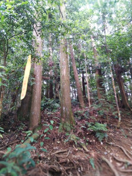 【台中。和平】綠蔭山林滿滿芬多精。大雪山林道 ~1860峰(長壽山)1425608