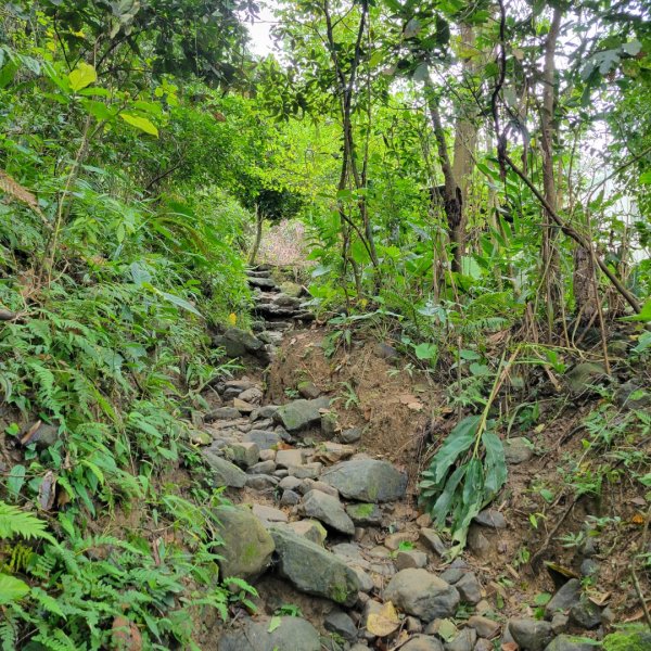 關仔嶺大凍山（小百岳）2305822