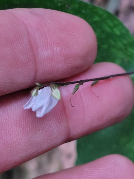鳳鳴古道 鳳鳴山 南隘勇（南長城）古道 三湖山 八達嶺（龍骨）古道 綠色古道 延平古道2975110