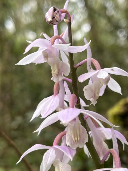 山車廣山.福巴越嶺O-神木群-水晶蘭-根結蘭2756258