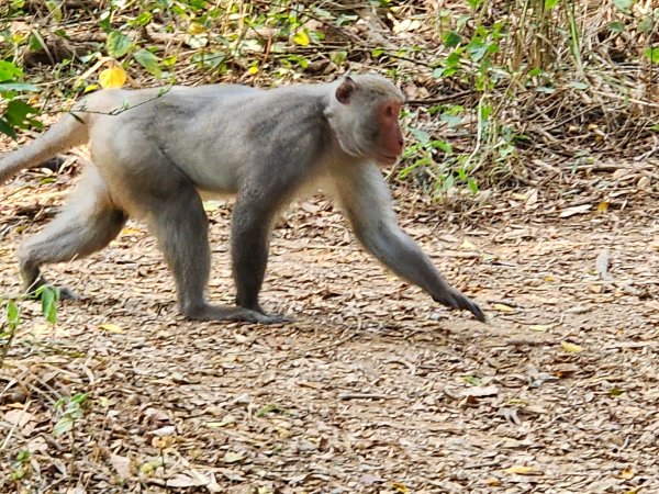 小百岳No.77⛰壽山3025161