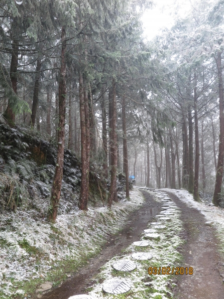 太平山 山毛櫸步道霧淞美景262817