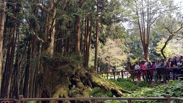 阿里山神木步道859805