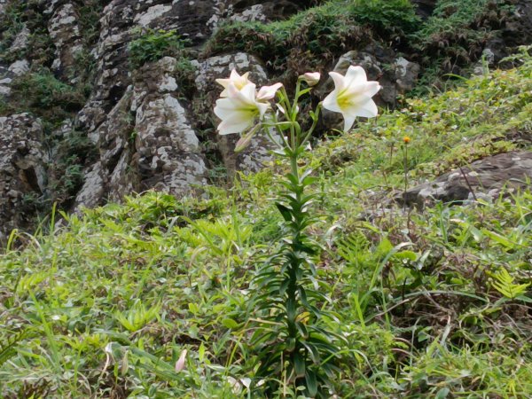 瑞芳區神秘海岸+鼻頭角燈塔+鼻頭角稜谷步道O型封面