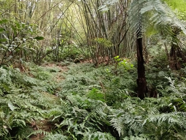 雙溪區石壁坑橋+平林山+武山煤礦土地公+上林山稜線+彎穹越嶺古道+石壁坑橋O型2991285