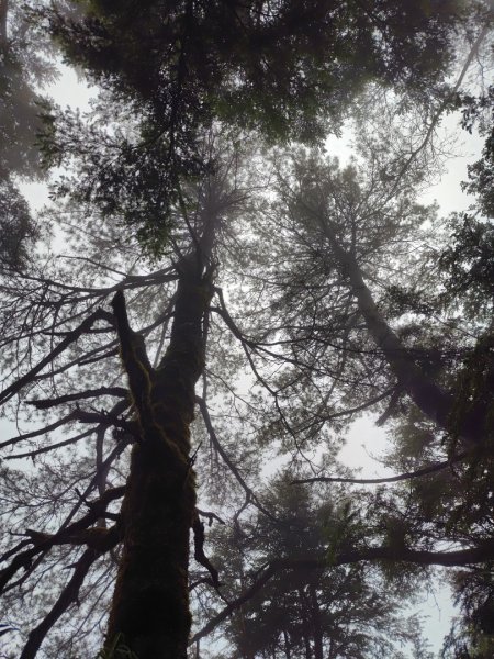 稍來小雪山國家步道、船型山、鞍馬山、鞍馬山東北峰、天池、雪山神木2799761