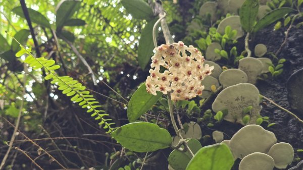陽明山最涼爽的步道，陽明山五連瀑布，草山觀瀑吊橋，草山瀑布，大屯瀑布，小隱潭瀑布，白雲瀑布，翠峰瀑布2810271