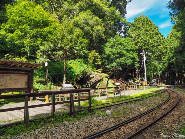 [嘉義]祝山觀日出與神木步道1009996