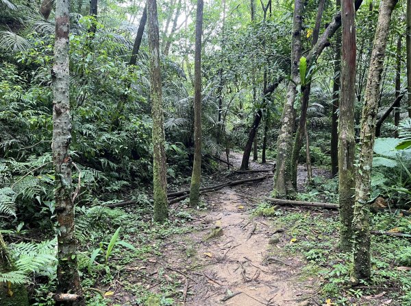 [微笑山線_第十二段] 2025_0803 五分山系_嶺腳寮山2851316