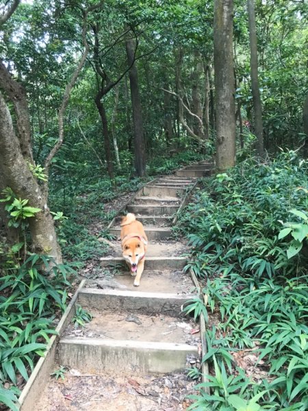 金面山步道1071826