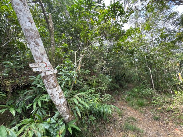 台東三小百岳 Day 1：巴塱衛山#96 加奈美山#95 太麻里山#943006109