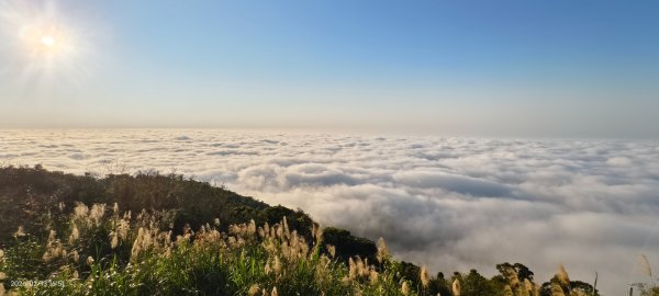 #觀音山 #雲海 #夕陽 #天空之城 #大赤鼯鼠（飛鼠） 2/132999441