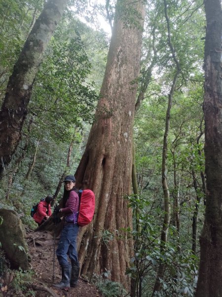 1101113 北得拉曼神木，內鳥嘴山毛櫸饗宴1515612