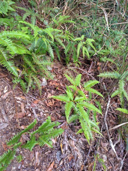 守關山南峰 守關山 守城大山2919123