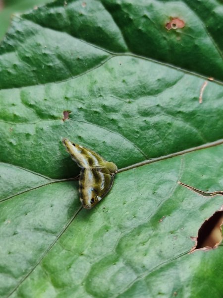 淡蘭古道第三段（我的淡蘭最終章）2838802