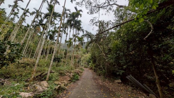 後尖山步道3008291