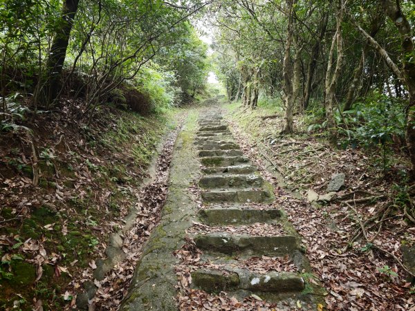 [淡蘭古道] 2026_0531 北路第一段_樹梅坪古道3070644