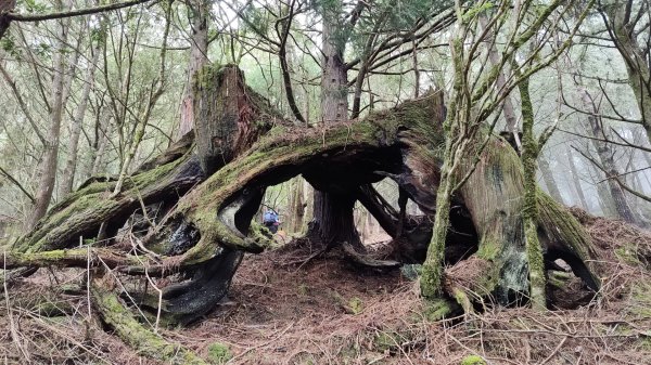 2025/7/12、7/13 西巒大山2839190