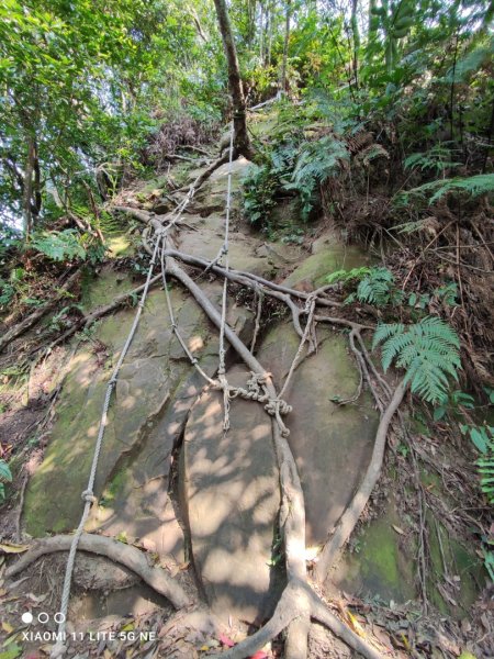 大溪金面山2108168