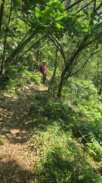2025-0130溪和宮-大崎頭步道-鵝尾山-平溪步道-鵝尾山水田-42巷-溪山百年古圳-平菁步道2701879