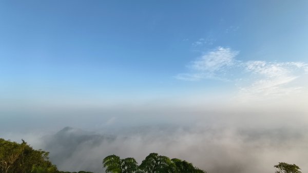 雲山水花鳥蝶-天龍國阿伯的日常 #艷紅鹿子百合 #大鳳蝶 #玉帶鳳蝶2863899