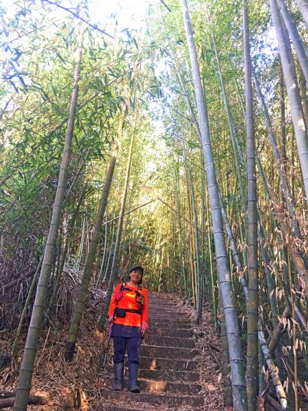 竹林饗宴--瑞太古道登雲戴山順走九芎坪山493558