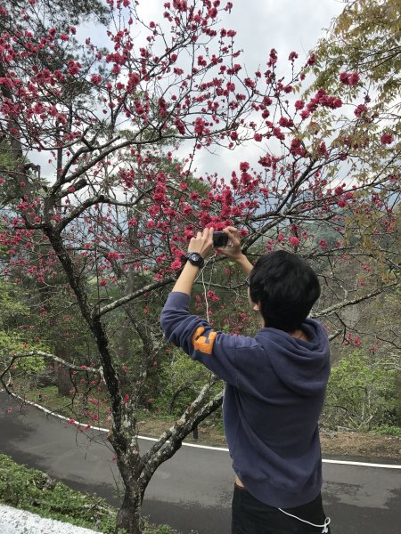 八仙山國家森林遊樂區步道201703061961688