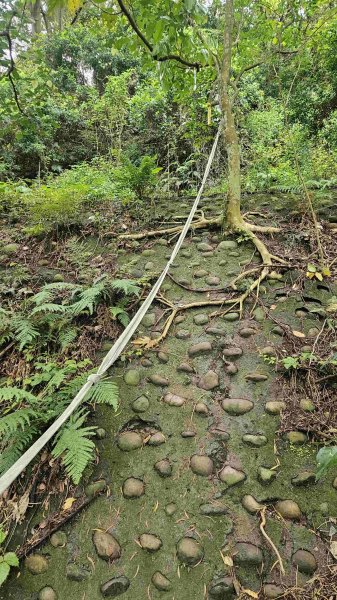 20250424八勢古道-東小坪頂山-貴子坑山主東西-水磨坑山2769518