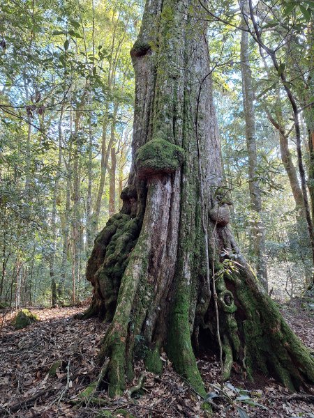 屋我尾山+G(大雪山進老鷹谷出)O型202502162713587