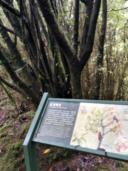 塔塔加步道(東埔大草原-大杉登山步道1430009