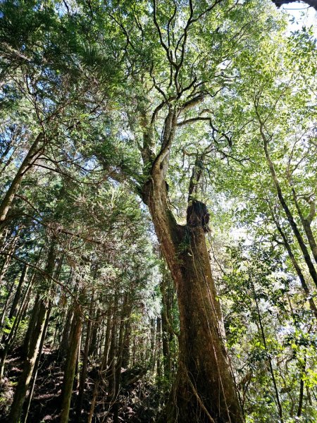 特富野古道-2024嘉遊好步道．來嘉走走2674383