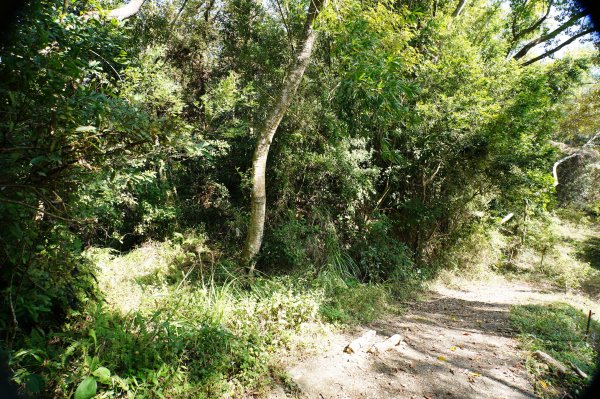 苗栗 卓蘭 白布帆山2967916