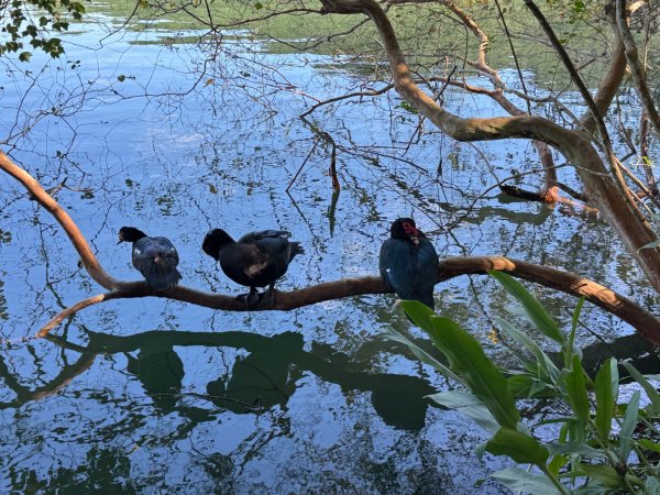 生態環境豐富的仁山植物園 感受鑑湖秋月-梅花湖的魅力2953864
